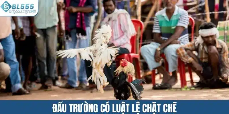 Đấu trường có luật lệ chặt chẽ