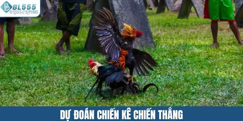 Dự đoán chiến kê chiến thắng