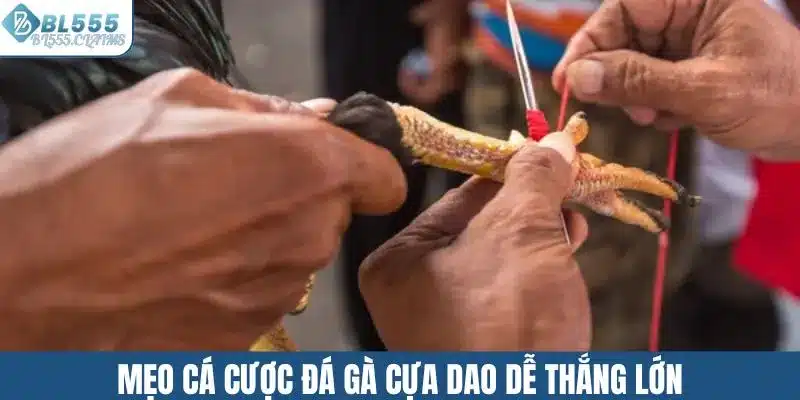 Mẹo cá cược đá gà cựa dao dễ thắng lớn